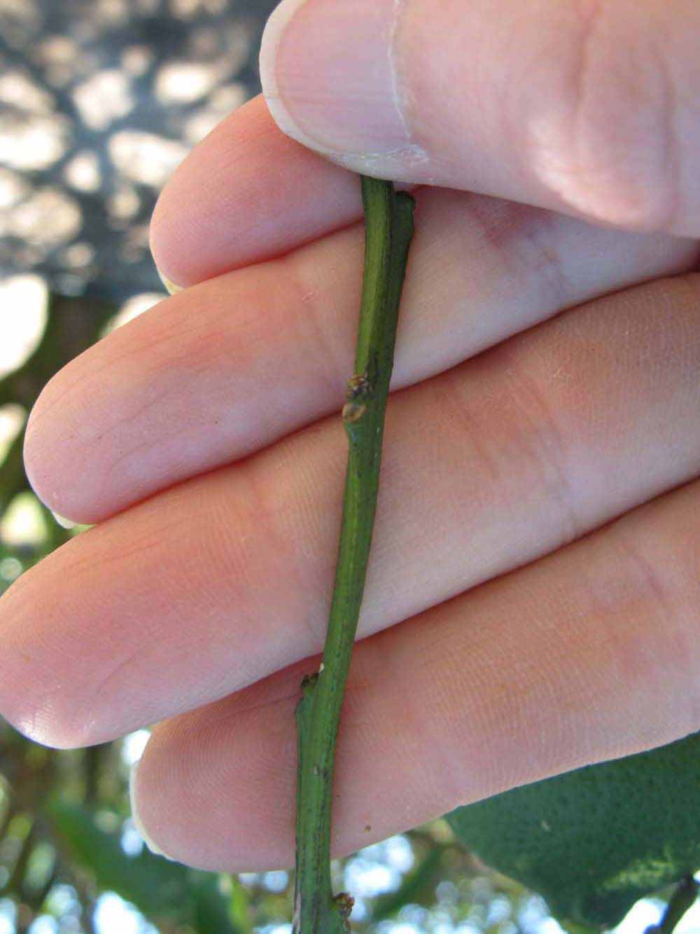            First year twig (Winter Haven, FL)   